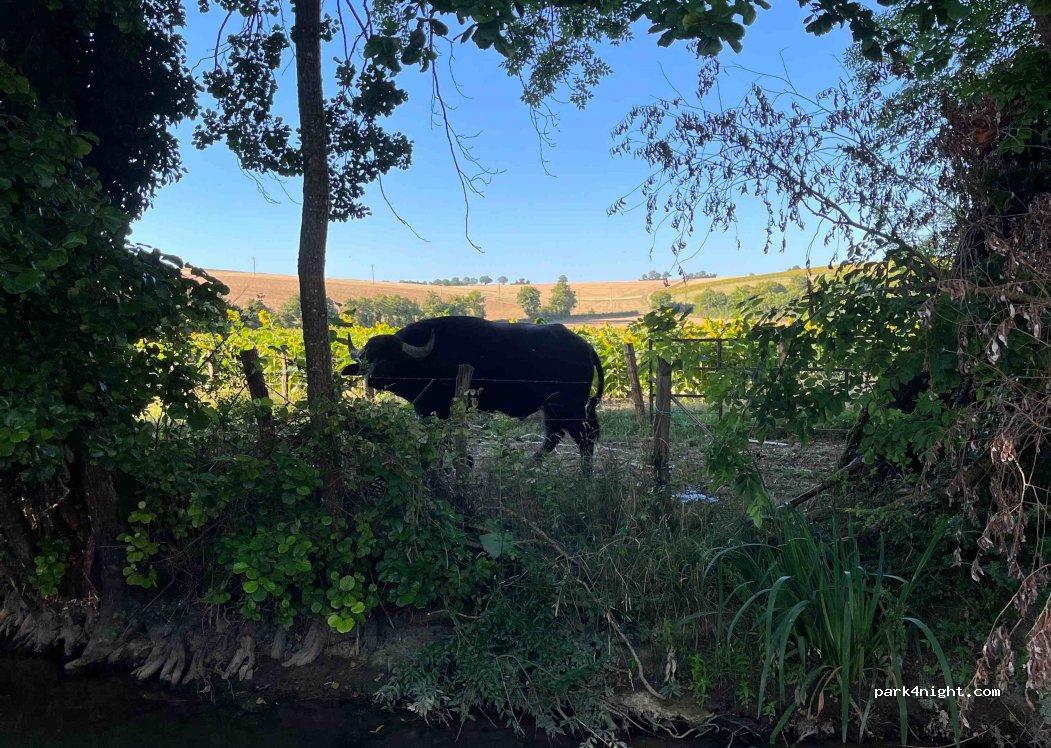 Wohnmobilstellplatz 89520 Treigny-Perreuse-Sainte-Colombe - Foto 2