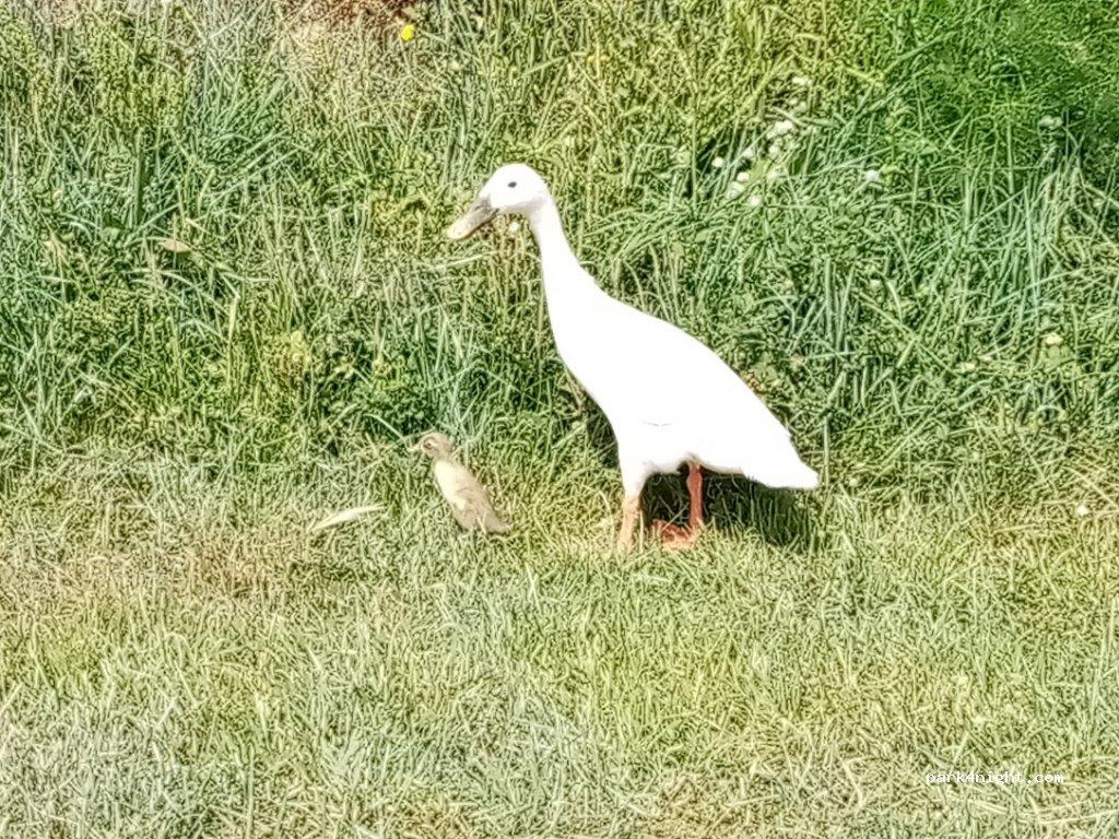 Camping-car à la ferme - Foto 2