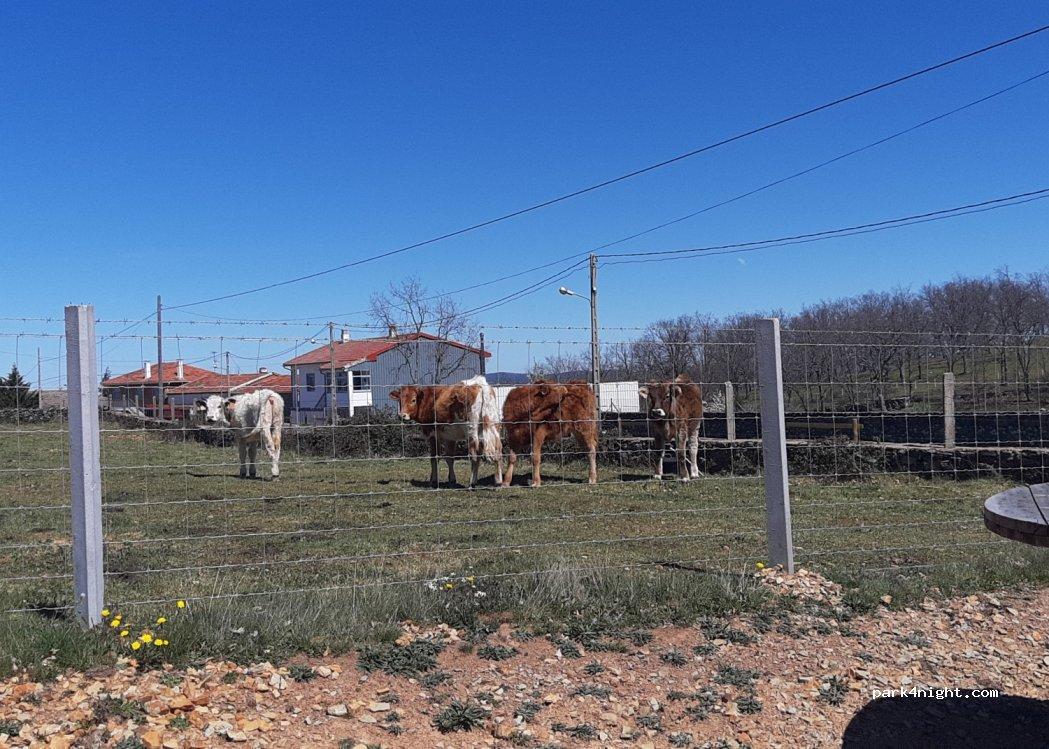 Area de autocaravanas Pico Cervero - Foto 4