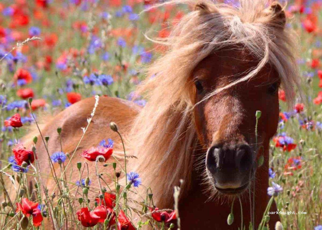 Stellplatz Wohnmobil und Ferienhaus