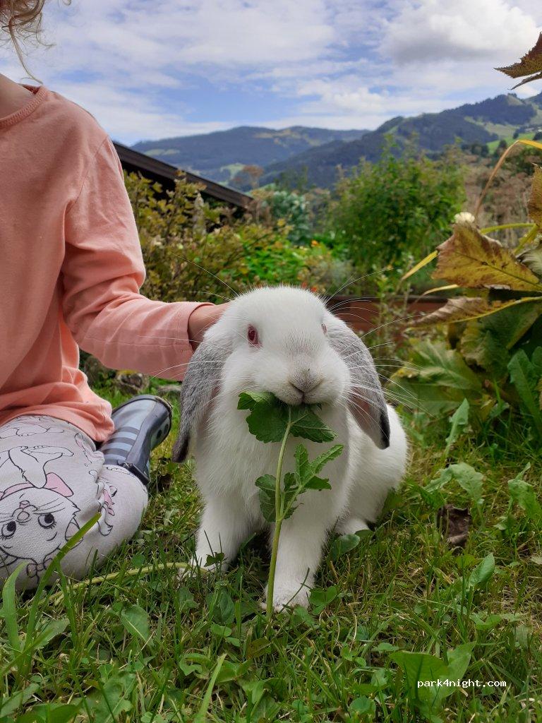Wohnmobil- und Wohnwagenstellplatz am Obersteghof - Foto 3