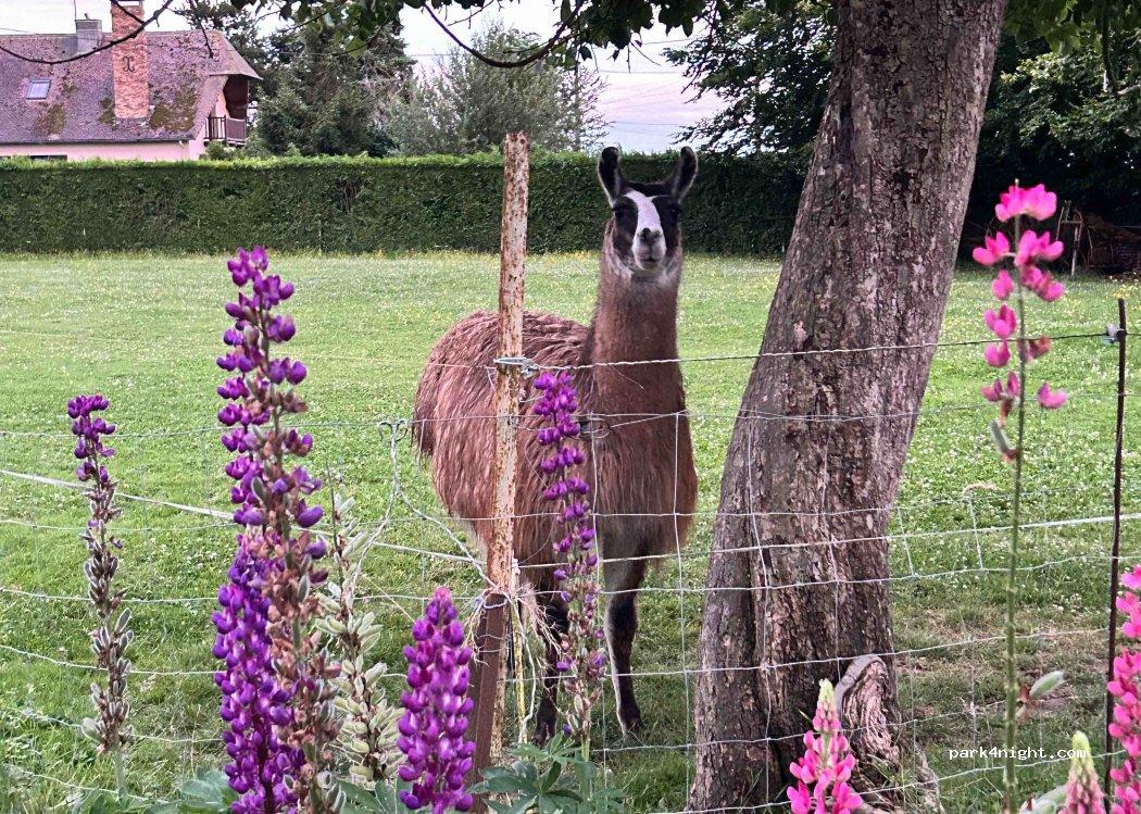 Camping La Ferme des Hêtres - Foto 7