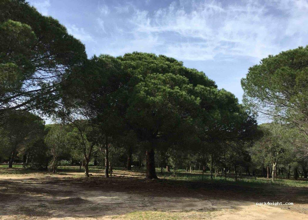 PALOMBAGGIA Parcheggio Auto-Campeggio "I Pini" - Foto 5