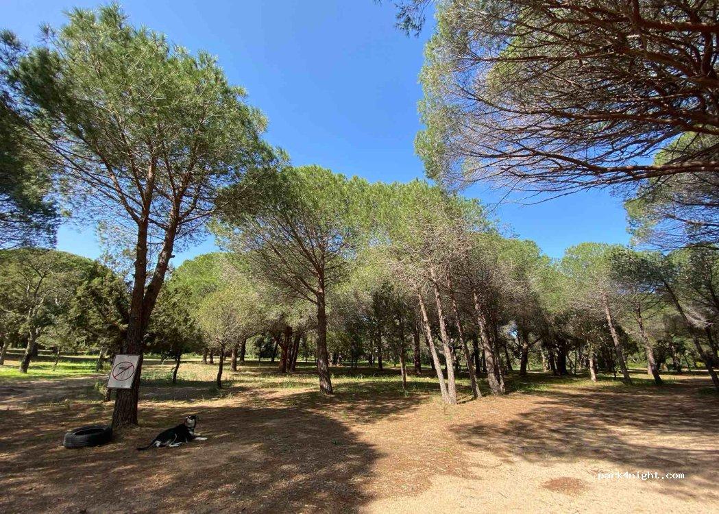 PALOMBAGGIA Parcheggio Auto-Campeggio "I Pini" - Foto 3