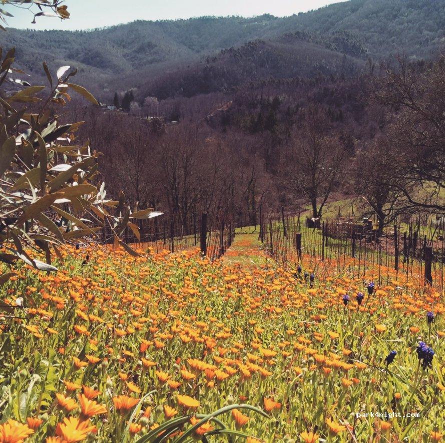 Parking Luporini - Foto 6