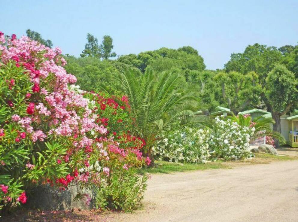 Camping Pezza Cardo - Foto 4