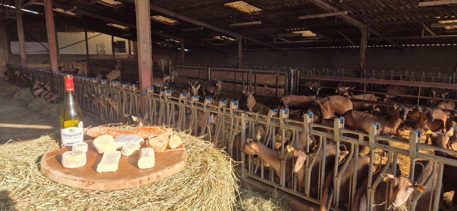 Ferme des capr'Ain - Foto 7