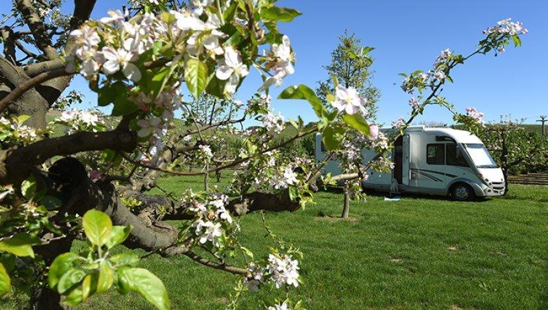 Agricampeggio La Rosa - Foto 3