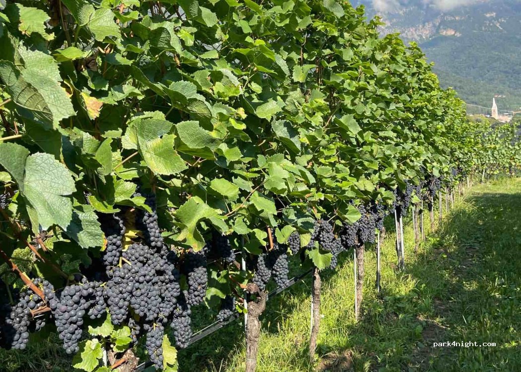 AREA SOSTA CAMPER MALGA PREDAIA-PASSO PREDAIA