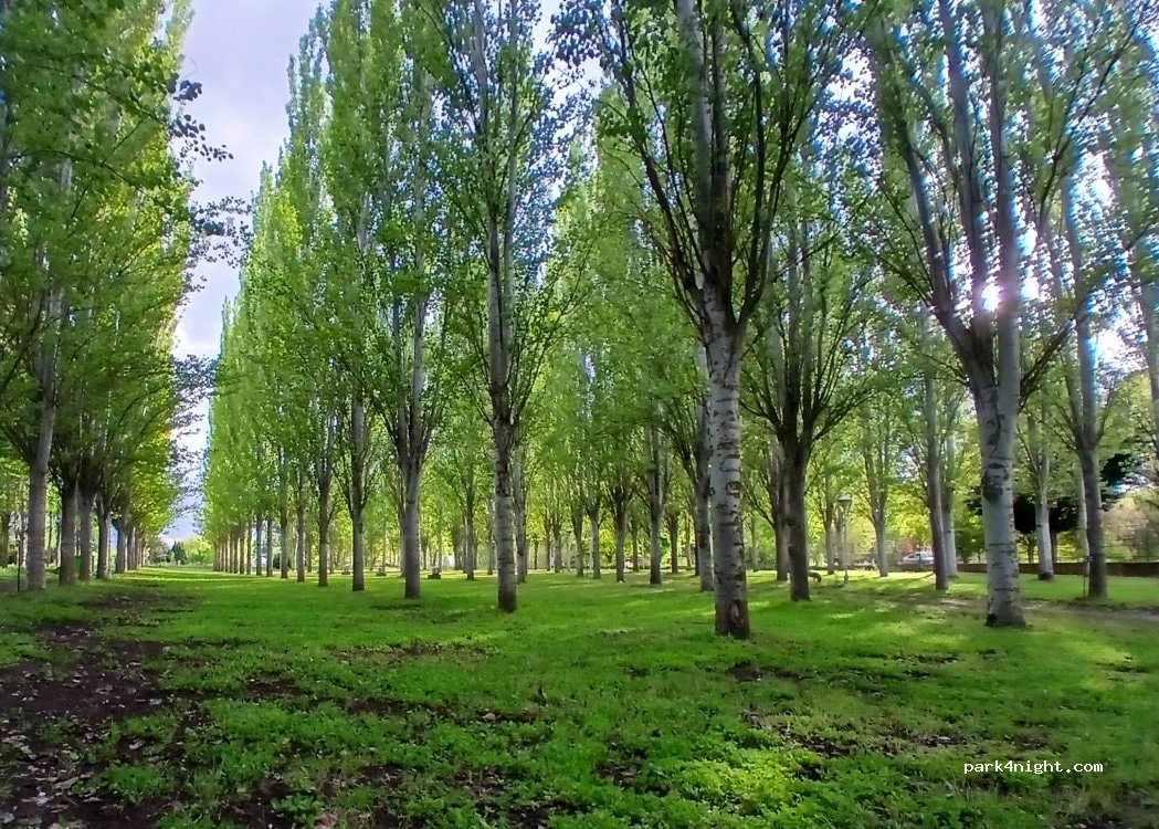 Camping Arbol Solo