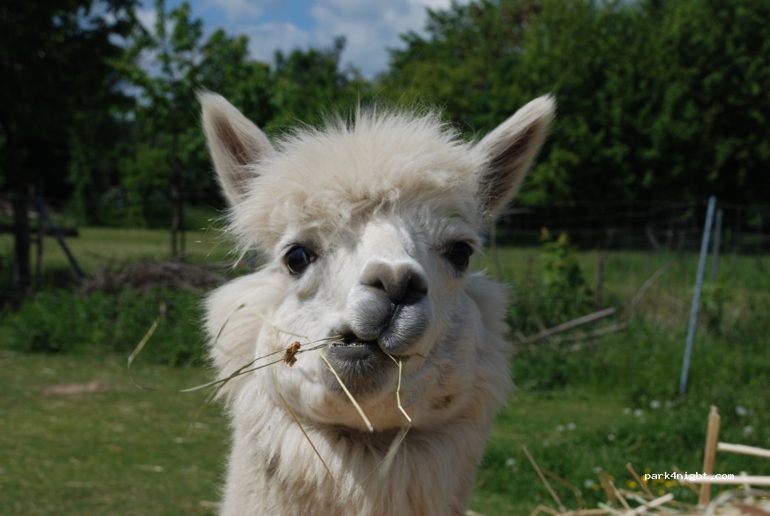 RV park - Sachsenplatz Dresden