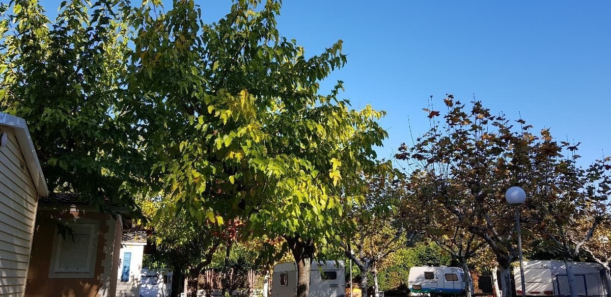 Camping El Terrón