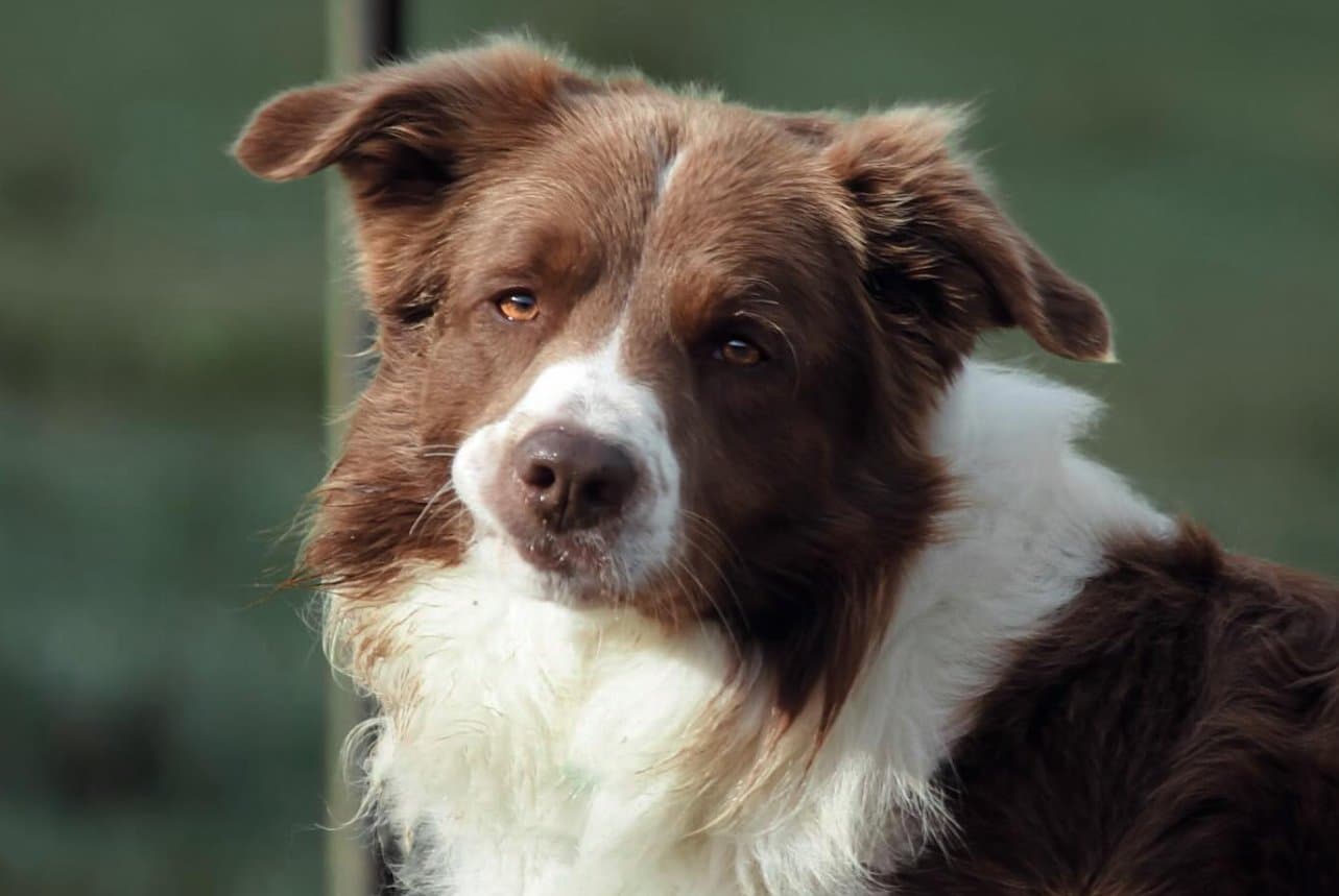 Área de Autocaravanas Potes: Vanventure CamperPark