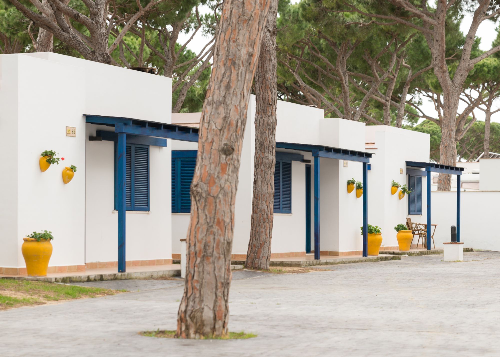 Camping Pinar San José